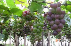 【种植】葡萄的种植前景和经济效益介绍
