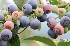 【种植】蓝莓的种植技术和栽培管理要点