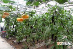 【冬季】温室蔬菜冬季施肥要点和注意事项