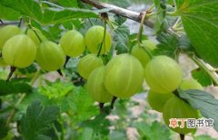 【种植】灯笼果的生长习性和种植条件介绍