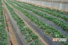【种植】草莓的种植技术和栽培管理要点