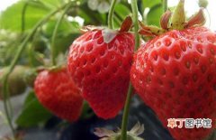 【生长】草莓的生长环境和主要产地分布