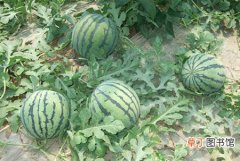 【种植】西瓜的种植条件和栽培管理技术