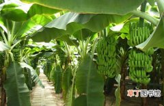 【生长】香蕉的生长环境和主要产地分布