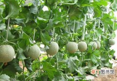 【种植】香瓜的种植技术和栽培管理要点