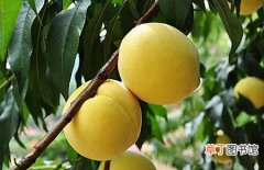 【桃树】黄桃树苗多少钱一棵？黄桃树苗的价格和种植方法介绍
