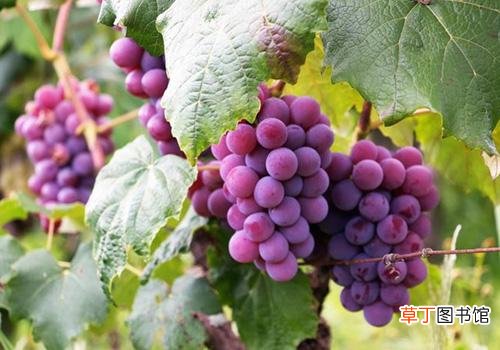 夏天吃葡萄有什么好处 揭秘葡萄8大神奇功效