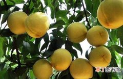 【栽培】黄桃的栽培品种和主要产地分布介绍