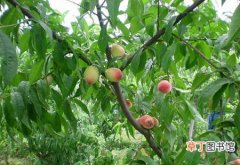 【种植】桃树怎么种植？桃树的种植技术和栽培管理要点