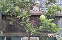 【树】柚子树的盆栽养殖方法和注意事项