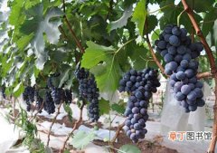 【种植】夏黑葡萄的种植技术和栽培管理要点