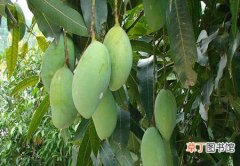 【生长习性】芒果的生长习性和种植条件介绍