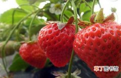 【草莓】种植草莓用什么肥料好？草莓种植的施肥方法介绍