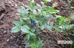 【扦插】蓝莓的扦插繁殖方法和苗期管理要点