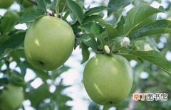 【种植】苹果树的种植技术和栽培管理要点