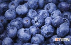【生长】蓝莓的生长条件和主要产地分布介绍