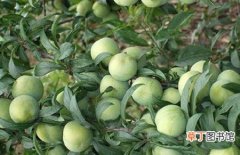 【李子】种植李子树的常见病虫害及防治技术