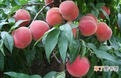 【多】桃树苗多少钱一棵？桃树苗价格及种植方法