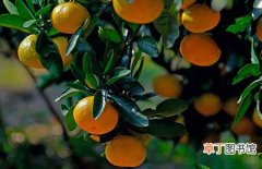 【方法】柑橘怎么存储时间长？柑橘的正确存储方法