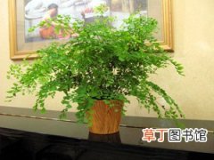 【植物】室内植物铁线蕨的作用和好处