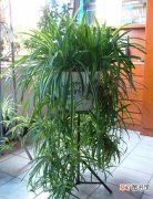 【植物】室内植物吊兰的摆放位置和风水学应用