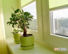 【室内】如何利用植物来净化室内空气污染？