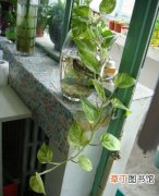 【养殖】室内养殖植物绿萝的作用