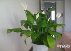 【花卉】室内花卉植物一帆风顺的养殖方法
