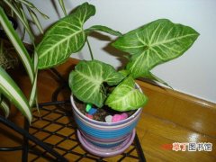 【植物】室内观叶植物图片及名称——合果芋