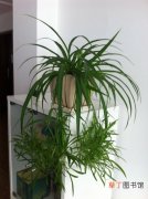 【植物】室内植物吊兰有哪些作用？