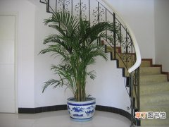 【植物】室内绿色植物散尾葵的作用有哪些？