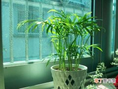 【冬季】担心健康受影响 秋冬季节室内盆栽植物要注意养护攻略