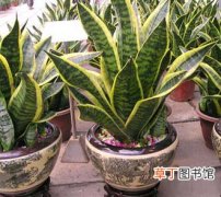 【植物】室内植物虎尾兰的养护方法