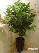 【植物】室内植物平安树的作用有哪些？
