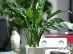 【植物】盆栽植物黑美人摆放在室内的什么地方比较好？
