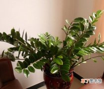 【植物】室内植物知识：金钱树的风水作用和净化空气的作用