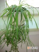 【效果】净化空气效果最好的室内植物——吊兰