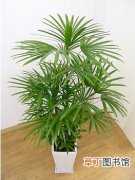 【盆栽】室内盆栽棕竹的养殖方法