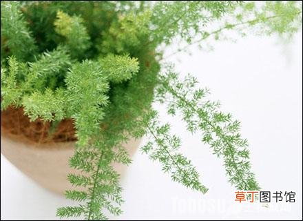 【绿化】室内绿化净化空气的植物——蓬莱松