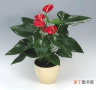 【花卉】室内花卉植物红掌的养殖方法和注意事项