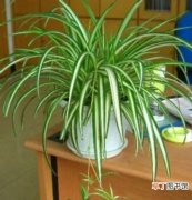 【绿化】室内绿化净化空气的植物——吊兰