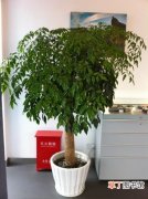 【植物】室内观赏植物——幸福树的简介