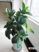 【绿化】最适合绿化室内客厅的盆栽观赏植物——橡皮树