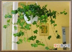 【绿化】室内绿化观赏植物——常春藤