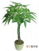 【绿化】办公室绿化植物——招财进宝的“金钱树”