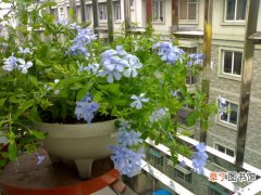 【室内】冬季室内盆栽花卉的除虫方法