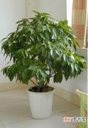 【绿化】室内绿化植物——平安树