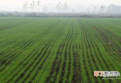 【种类】小麦田主要除草剂种类及使用方法
