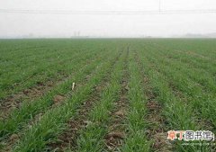【小麦】小麦出苗后可用哪些除草剂？