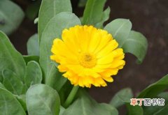【种植】金盏菊的种植条件和栽种管理技术